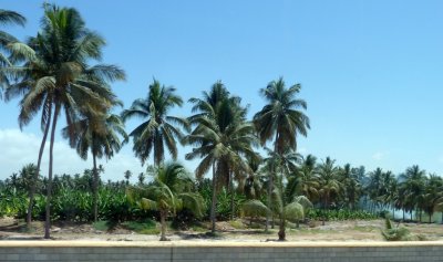 Agricultural Area in Salalah, Oman