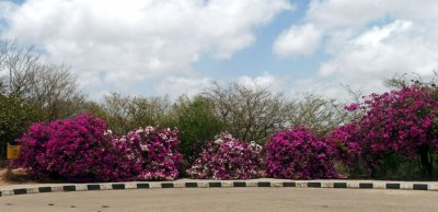Flowers on the Grounds of Jobs Tomb in Oman