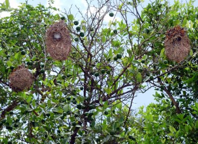Birds' Nests Near Job's Tomb