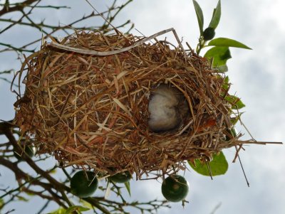Inside a Birds Nest Near Jobs Tomb
