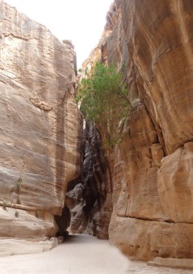 In Some Places the Siq Narrows to 10 Feet Wide
