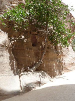 Tree Growing in the Sandstone of the Siq