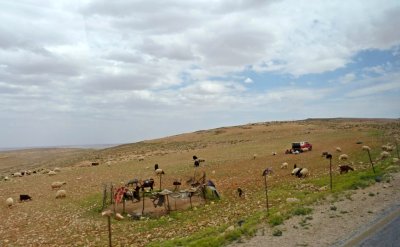 Bedouin Livestock in Jordan