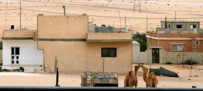 Kissing Camels on the Road in Jordan