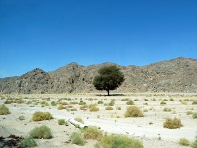 Lone Tree in Egypt's Eastern Desert