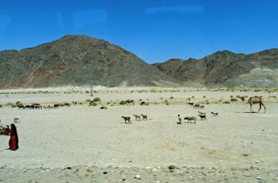 Tending Flocks in Egypt's Eastern Desert