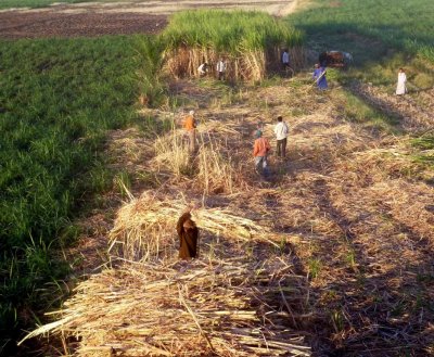 Egyptian Farmers Harvesting Sugar Cane
