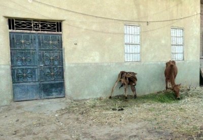 Skinny Cow & Her Calf in Egypt