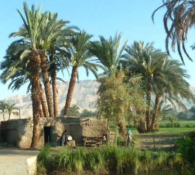 Farm Work in the Morning in Egypt