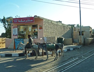 Man with Donkeys on the West Bank of the Nile