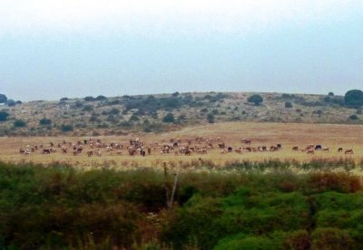 Cattle Grazing along the Road to Jerusalem, Israel