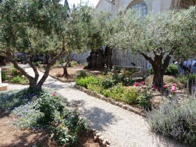 The Garden of Gethsemane; Where Jesus Was Betrayed by Judas