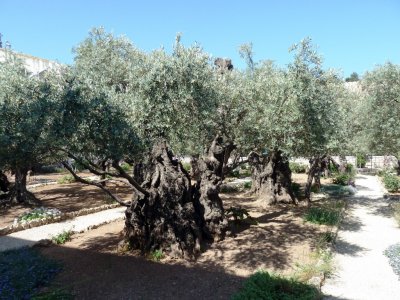 Olive Trees in the Garden of Gethsemane are Thought to Be 1,000-2,000 Years Old