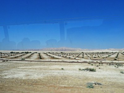 Farming in the Judean Desert