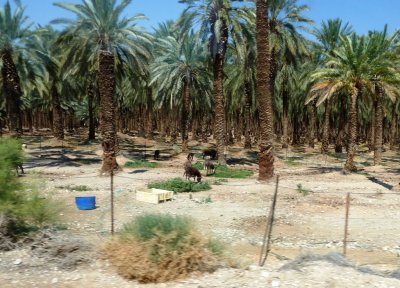 An Oasis in the Judean Desert