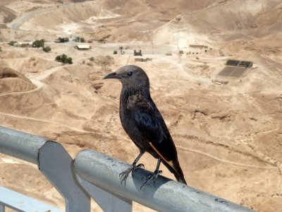 Bird at Masada