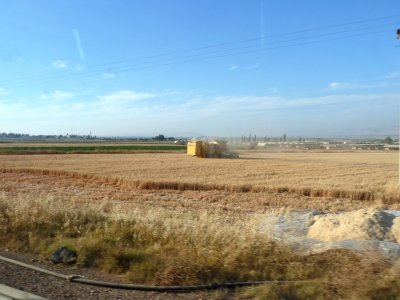Harvest Time in Israel