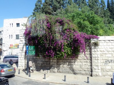 Flowers in Nazareth