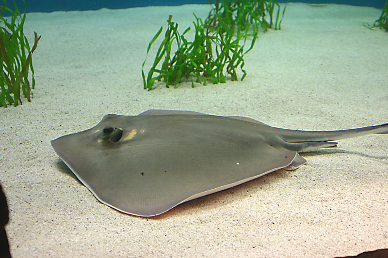 Monterey Aquarium stingray