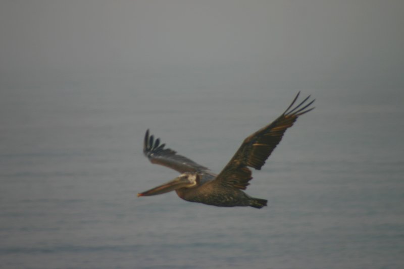 Pelican in flight 2