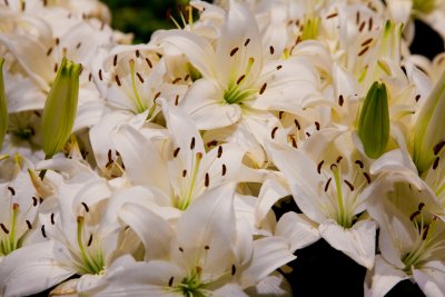 Springtime in Paris - The 2011 Philadelphia Flower Show
