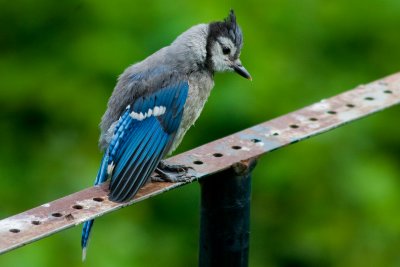 Blue Jay waiting for his turn at the feeder