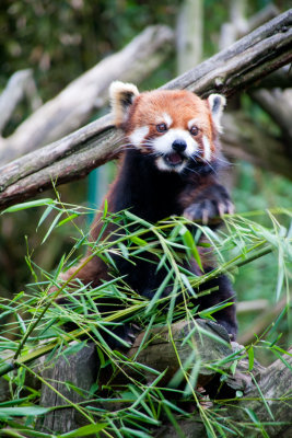 Red Panda at the Philadelphia Zoo