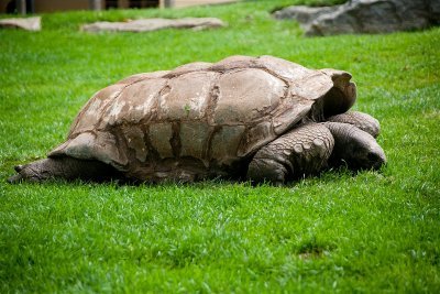 Giant tortoise