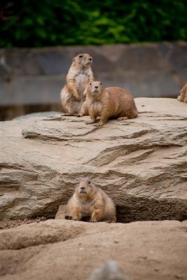 Curious prairie dogs