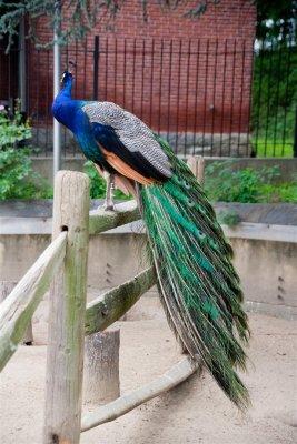 Subdued peacock