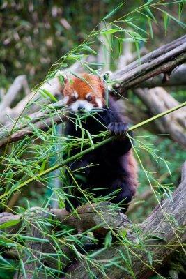 Red Panda having lunch