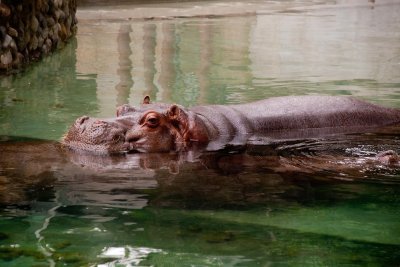 Hippo cooling off.