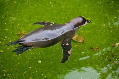 Lone swimmer