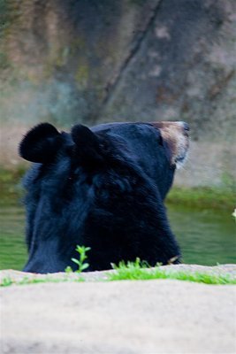 Now that's a big bear head!