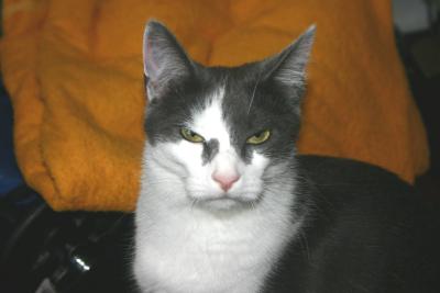 I am not amused