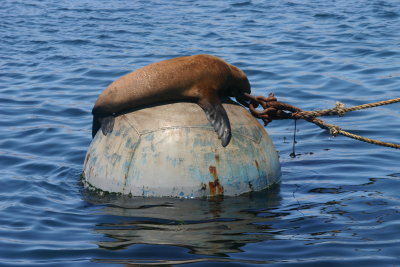 day 13 Monterey Fishermans Wharf