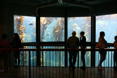 Monterey Aquarium kelp forest