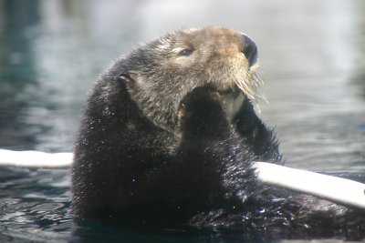 Rosa the sea otter