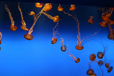 Monterey jellyfish