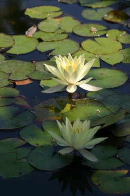 Hearst Castle lily pond
