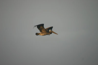 Pelican in flight 1