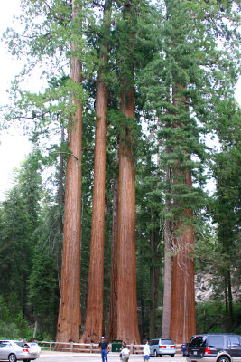 Sequoias along Generals Highway