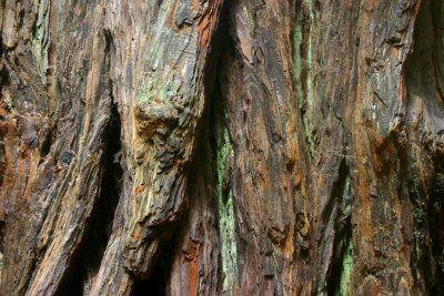 Redwood bark