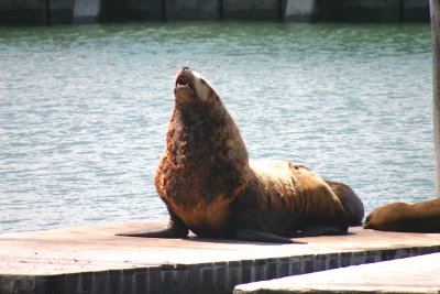 Pier 39 sea lion