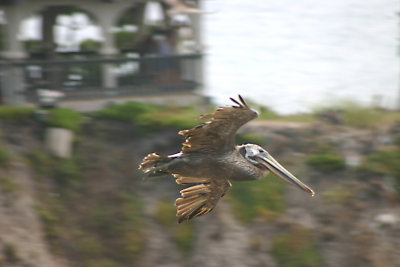 Pelican in flight 3