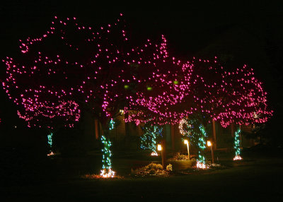 Decorated outdoor trees
