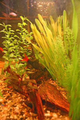 Red Tailed Black Shark