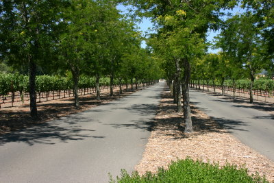 Driveway to Sterling Vineyards
