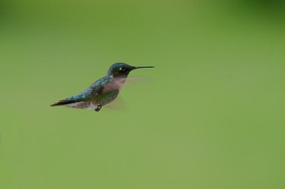 Hummingbirds June 2012