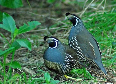 Californian Quails @ Karori